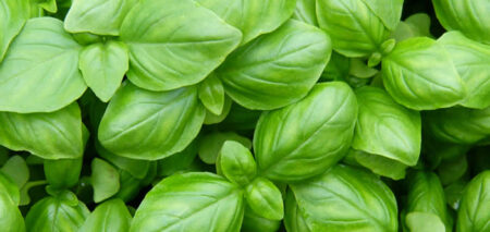 basilico
