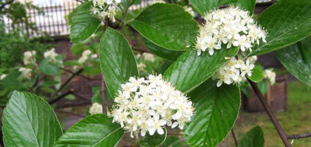 sorbus