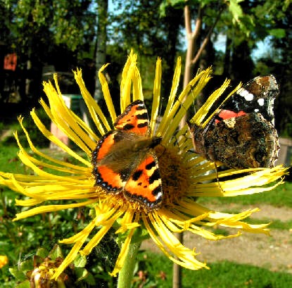 Inula helenium con farfalle