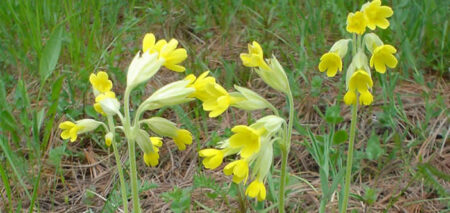 Primula officinalis