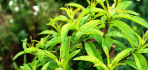 erba luigia