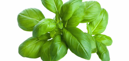 foglie di basilico