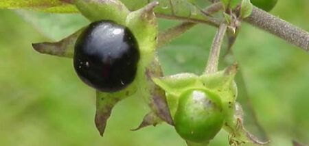 frutti bella donna