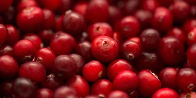 Cranberry il mirtillo rosso americano